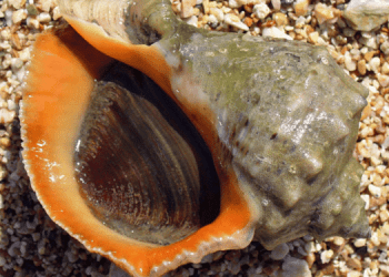 Lumache del mare del Mar Nero: da minaccia a risorsa