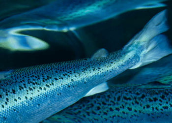 Sistemi ibridi a flusso continuo (HFTS): il futuro della produzione di salmone su terraferma?