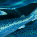 Sistemi ibridi a flusso continuo (HFTS): il futuro della produzione di salmone su terraferma?
