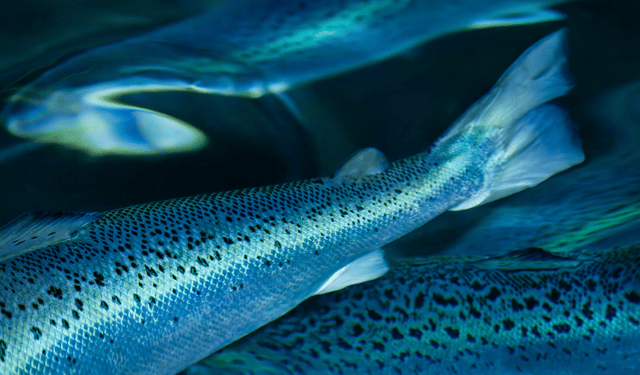 Sistemi ibridi a flusso continuo (HFTS): il futuro della produzione di salmone su terraferma?