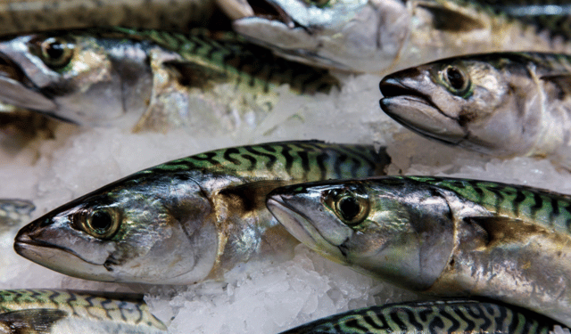 Il pesce si conferma un ottimo alleato contro il tumore alla prostata