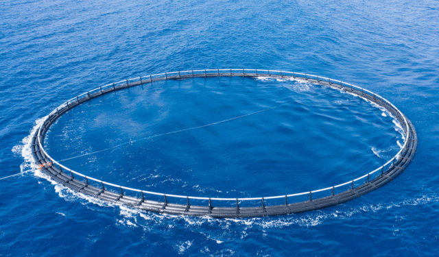 Acquacoltura e alimentazione sostenibile, la sfida della farina di insetti