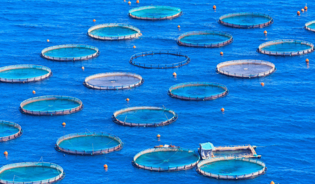 Acquacoltura in crescita il Marocco 