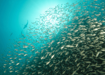Aringa predatrice nel Mar Baltico rivoluziona l’ecosistema