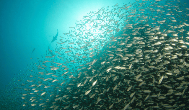 Aringa predatrice nel Mar Baltico rivoluziona l’ecosistema