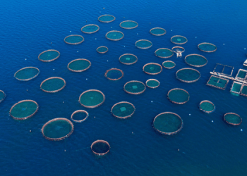 Il 2025 è l'anno della ripresa per l'acquacoltura