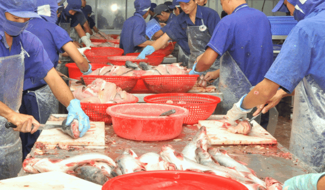 Il pangasio vietnamita perde quota nel mercato europeo