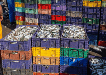 Il panorama ittico europeo: una fotografia dettagliata del 2024