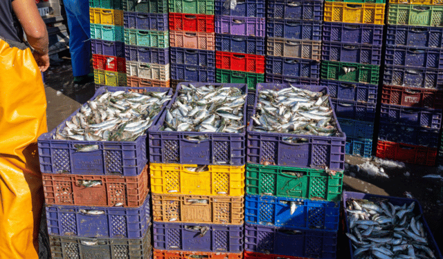 Il panorama ittico europeo: una fotografia dettagliata del 2024