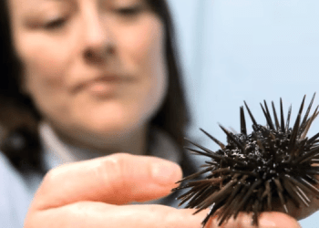 Nuove opportunità per l'allevamento dei ricci di mare negli USA