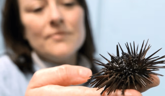 Nuove opportunità per l'allevamento dei ricci di mare negli USA