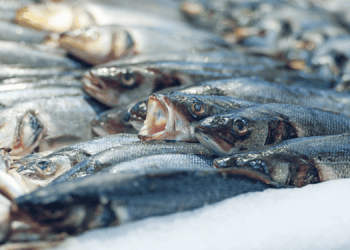 Salute e sostenibilità. Ogni paese dovrebbe mangiare il proprio pescato