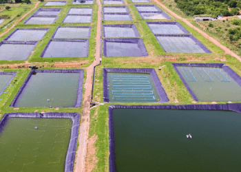 Acquacoltura globale e sicurezza alimentare. Il futuro passa dall’Africa