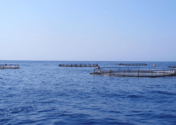 Certificazione e sostenibilità in acquacoltura: rivoluzione ASC nel 2025