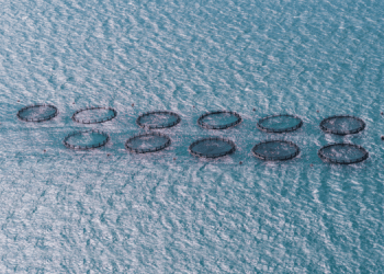 Fishalytics: la piattaforma digitale per la gestione degli impianti di acquacoltura