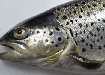 Il salmone turco accelera nell'export