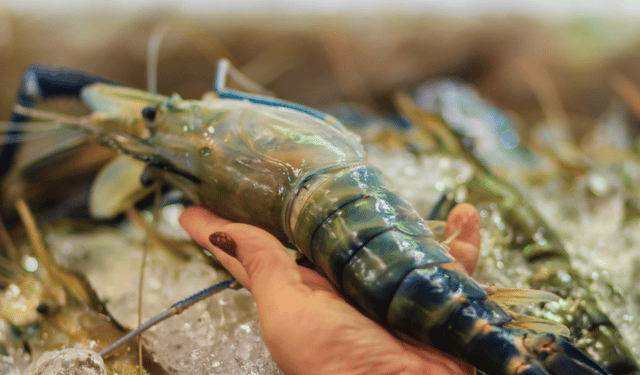 Invasione silenziosa del gambero gigante dalle zampe blu minaccia l'Amazzonia
