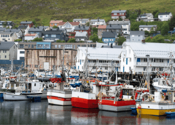 La Norvegia pesca aringhe e sgombri, ma non li consuma