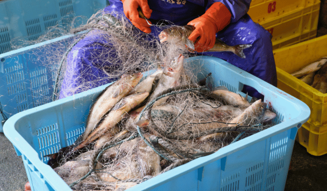 La pesca europea chiede spazio nella nuova strategia alimentare dell’UE