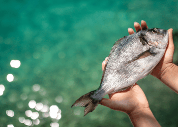 L'importanza del benessere animale per Aquaculture Stewardship Council