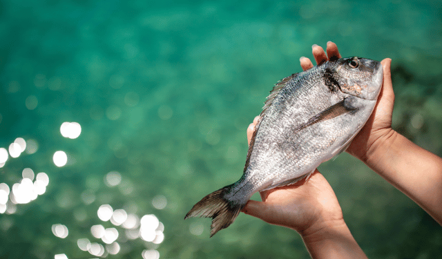 L'importanza del benessere animale per Aquaculture Stewardship Council