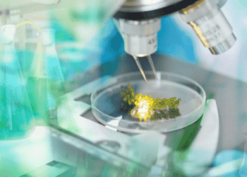 L'industria delle alghe tra diversificazione e crescita globale