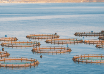 Pianificazione Spaziale Marina: una nuova frontiera per la sostenibilità