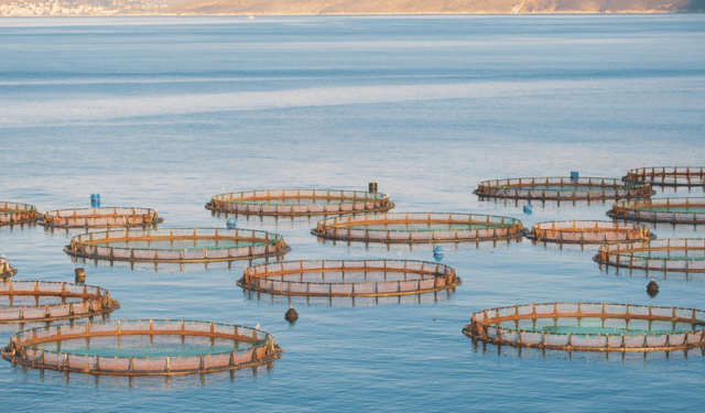 Pianificazione Spaziale Marina: una nuova frontiera per la sostenibilità