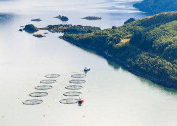 Circa 27.000 salmoni sono fuggiti da uno degli allevamenti di Mowi