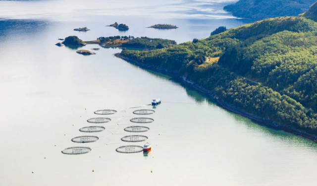Circa 27.000 salmoni sono fuggiti da uno degli allevamenti di Mowi