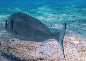 Programmare il microbiota dell’orata con la dieta funziona davvero