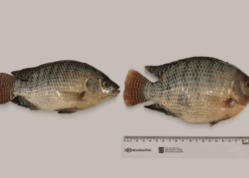 Tilapia 2.0: l'editing genetico rivoluziona l'acquacoltura