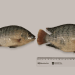 Tilapia 2.0: l'editing genetico rivoluziona l'acquacoltura
