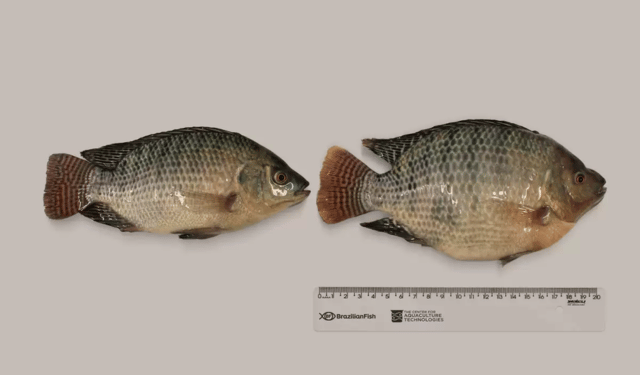 Tilapia 2.0: l'editing genetico rivoluziona l'acquacoltura