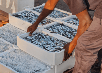 Adriatico, due pesi e due misure. Il paradosso della pesca al pesce azzurro