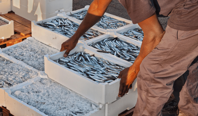 Adriatico, due pesi e due misure. Il paradosso della pesca al pesce azzurro