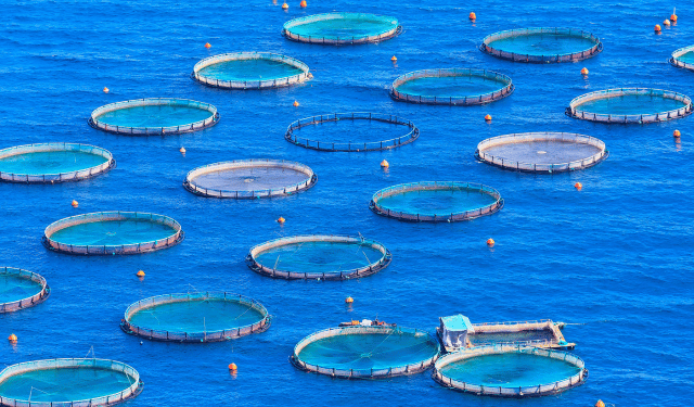 Boom dell’acquacoltura in Turchia.+800% negli ultimi vent’anni
