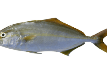 El Puerto de Santa María è la nuova frontiera dell'acquacoltura europea