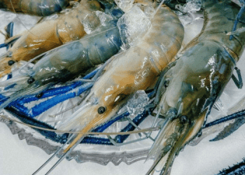 Gamberi svizzeri: l'acquacoltura d'alta quota che sfida oceani e pregiudizi