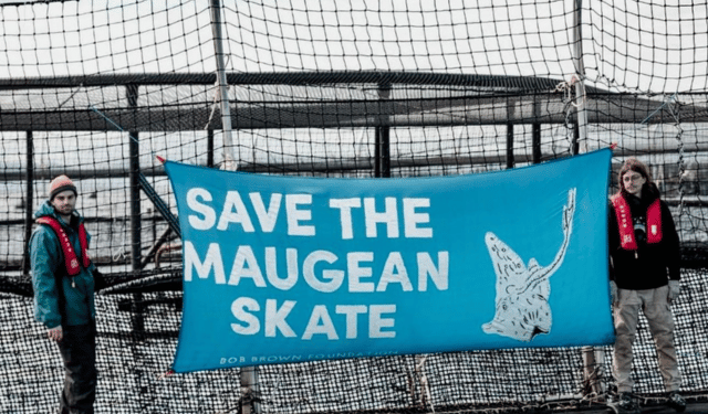 DiCaprio esorta l'Australia a chiudere gli allevamenti di salmone