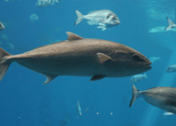 Tonno rosso 2025: nuove regole, nuove opportunità per la filiera italiana