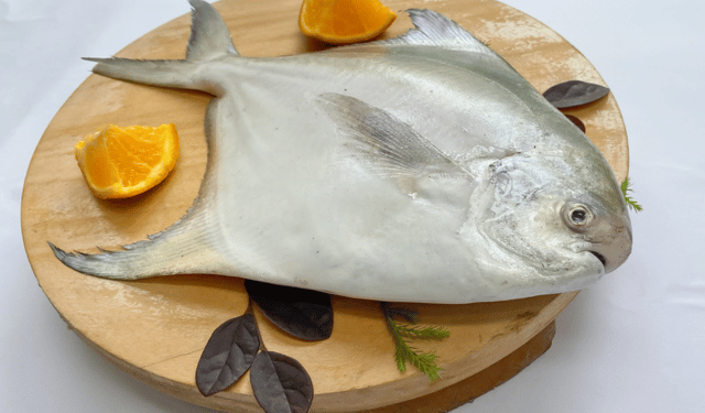Il pompano è il pesce ideale per l'acquacoltura australiana