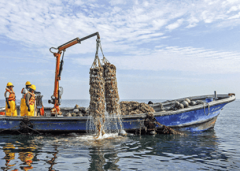 La crescita record delle capesante traina il settore dell'acquacoltura in Perù