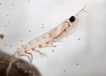 Nuovo studio conferma il krill come ingrediente ad alte prestazioni per l'orata