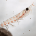 Nuovo studio conferma il krill come ingrediente ad alte prestazioni per l'orata