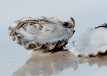 Oyster Oasis, il laboratorio italiano dell'eccellenza del mare