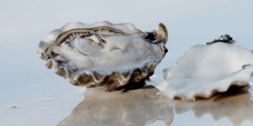 Oyster Oasis, il laboratorio italiano dell'eccellenza del mare