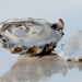 Oyster Oasis, il laboratorio italiano dell'eccellenza del mare