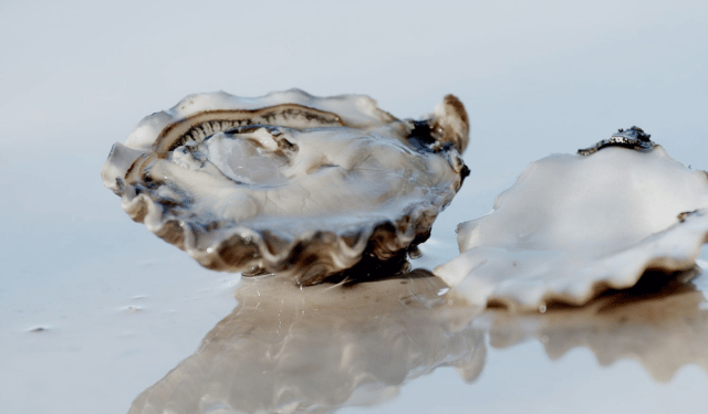 Oyster Oasis, il laboratorio italiano dell'eccellenza del mare