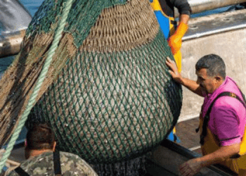 Pesca a strascico e AMP. EBFA sostiene l'approccio di Kadis